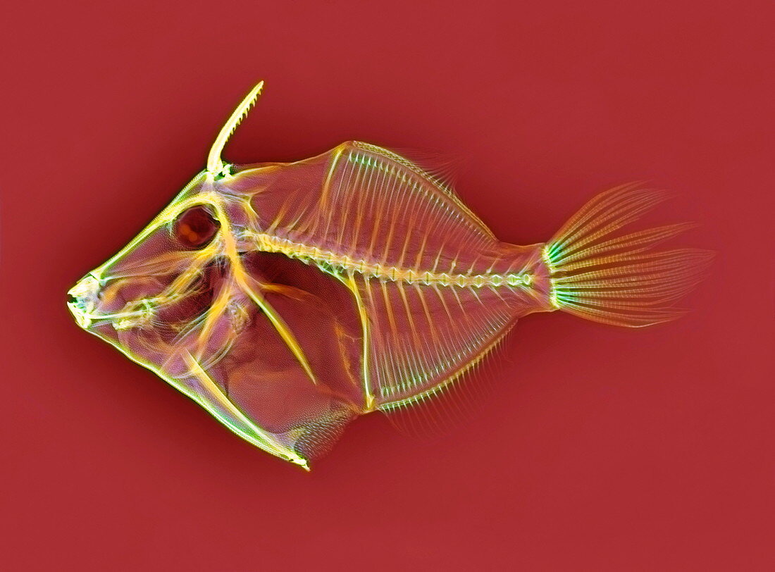 Triggerfish skeleton,X-ray