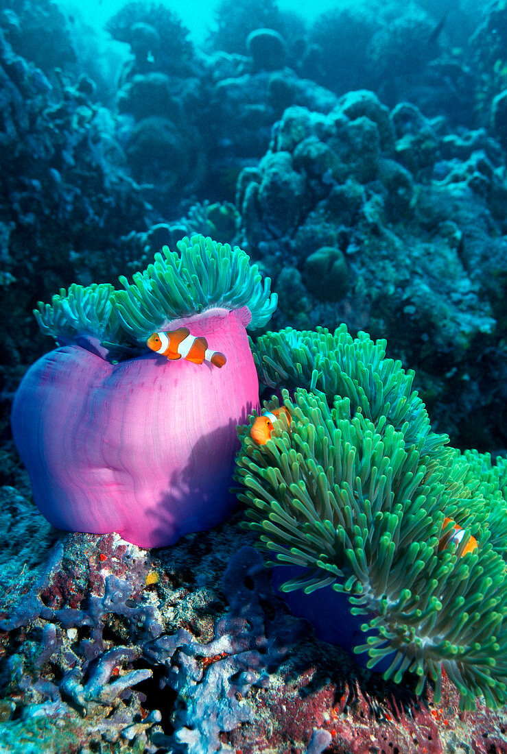 Ocellaris anemonefish