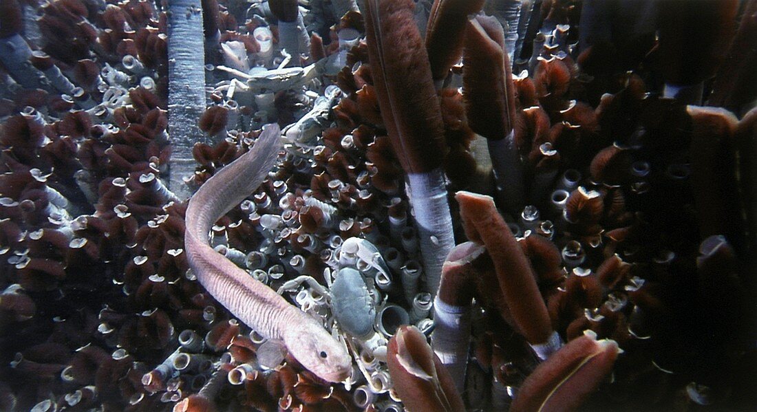 Deep ocean fish,hydrothermal vent