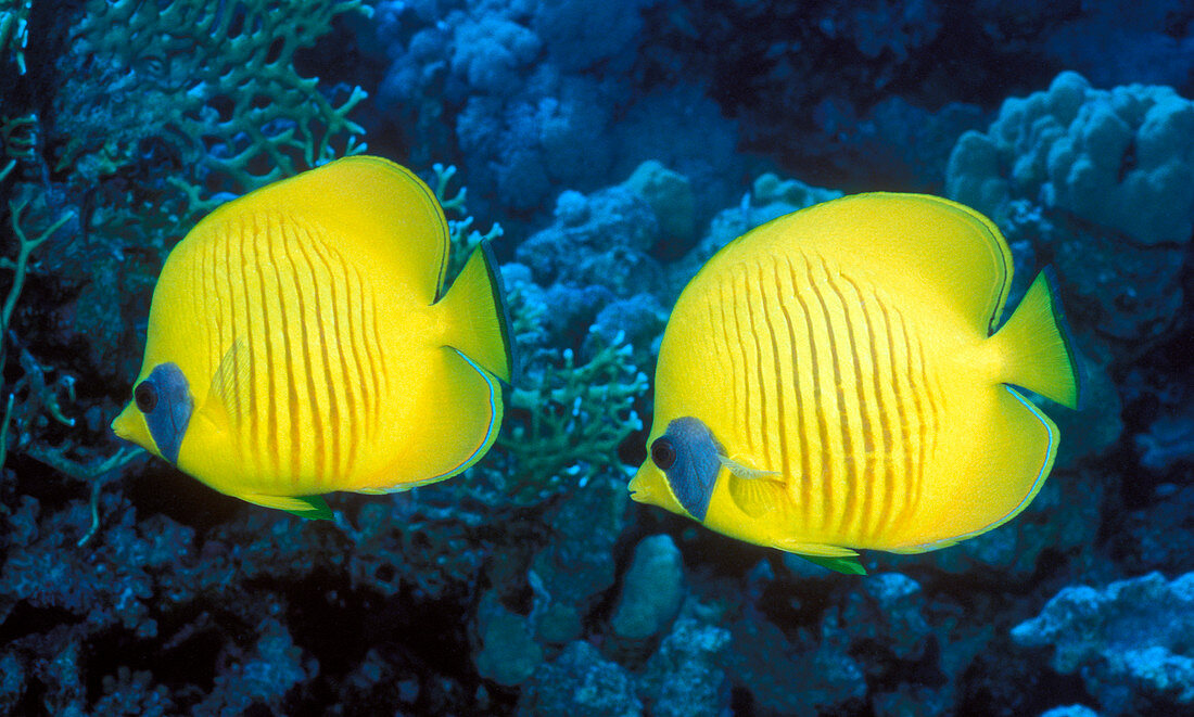 Bluecheek butterflyfish