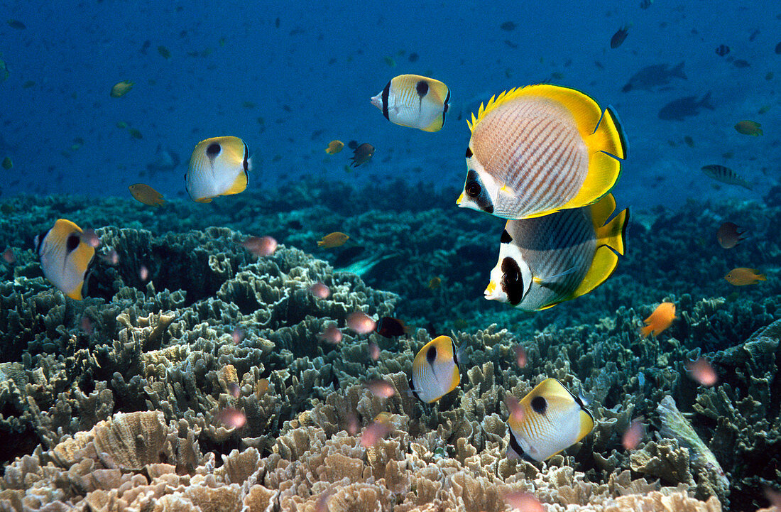 Butterflyfish