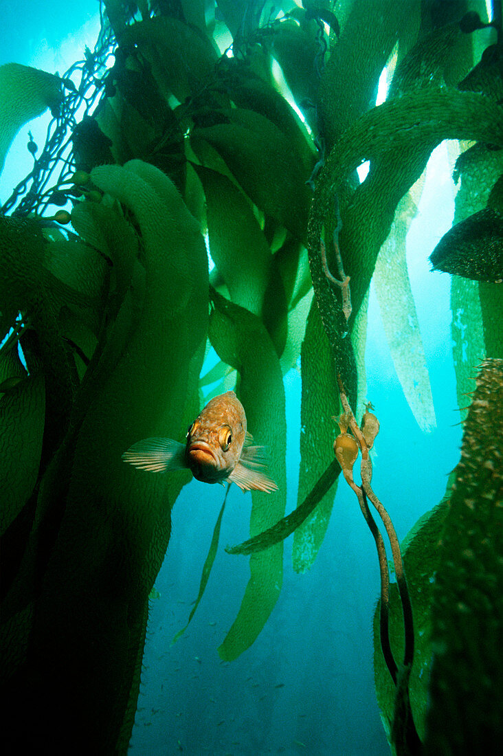 Island kelpfish