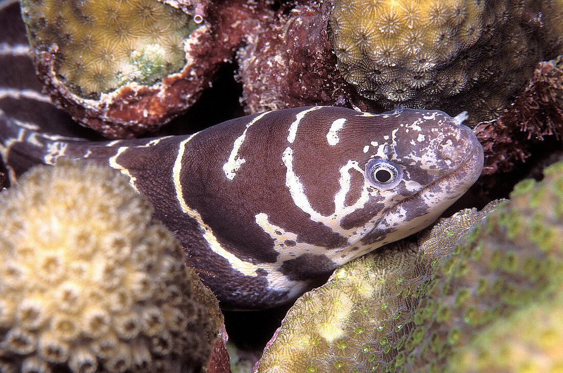Juvenile Atlantic chain moray eel