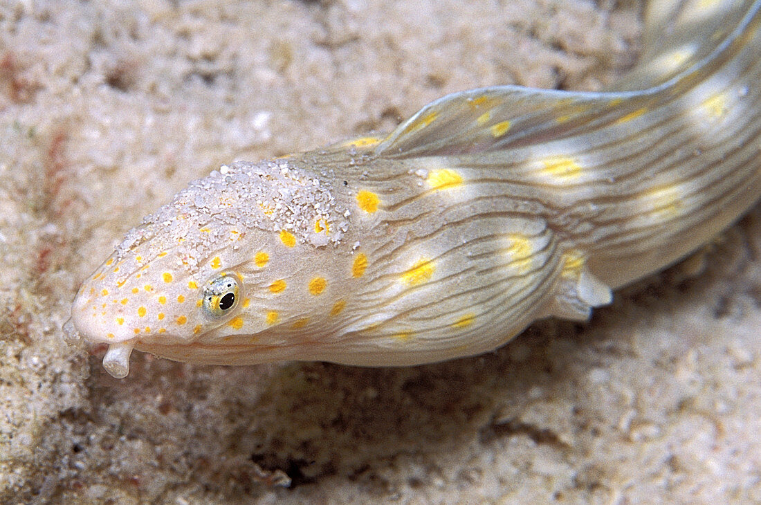 Sharptail eel