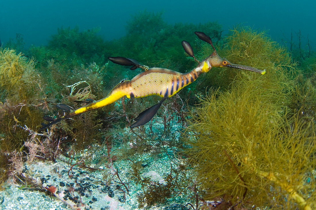 Common sea dragon