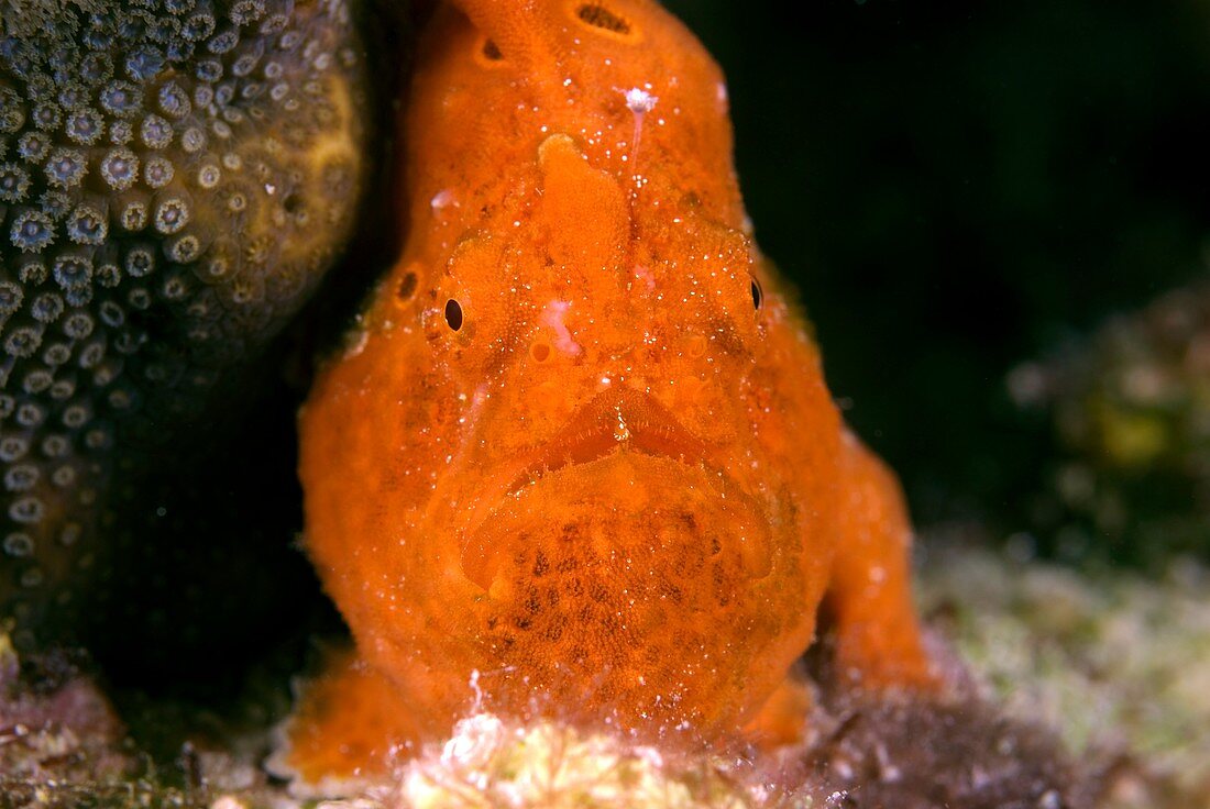 Longlure frogfish