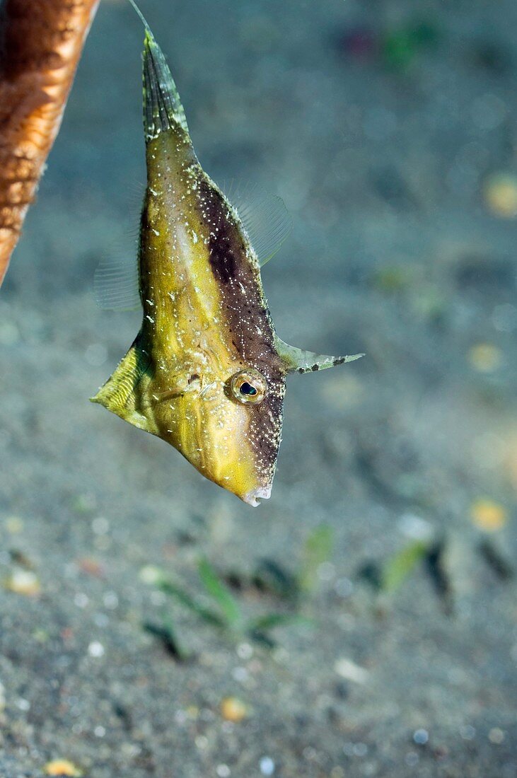 Juvenile strapweed filefish