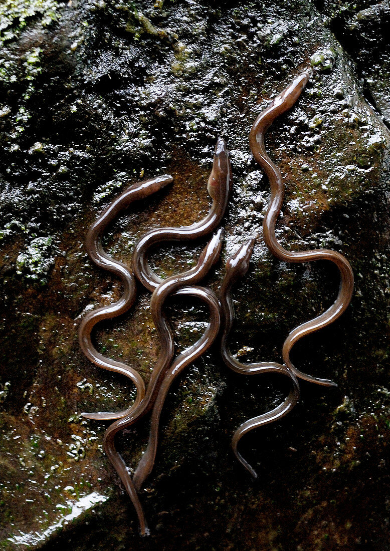 Elvers climbing a wall