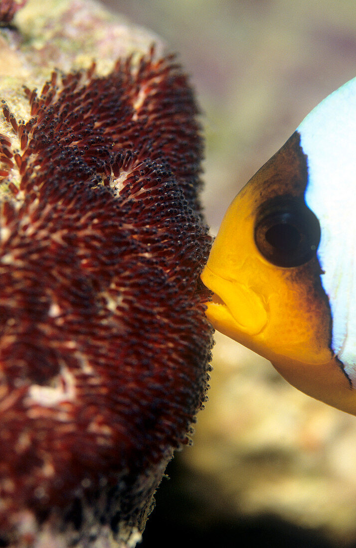 Twoband anemonefish with eggs