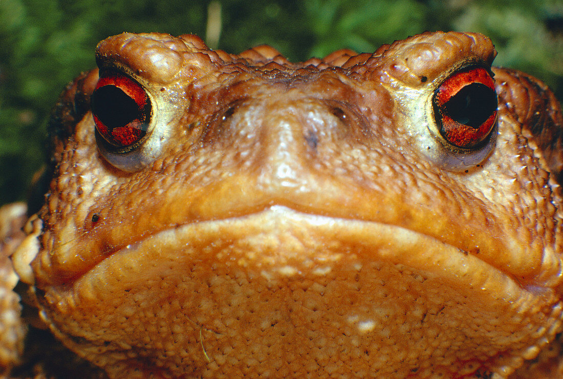 Close-up of the head of the European toad
