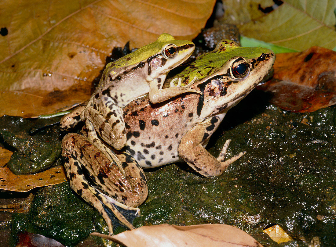 Mating Amazonian frogs,Rana palmipes