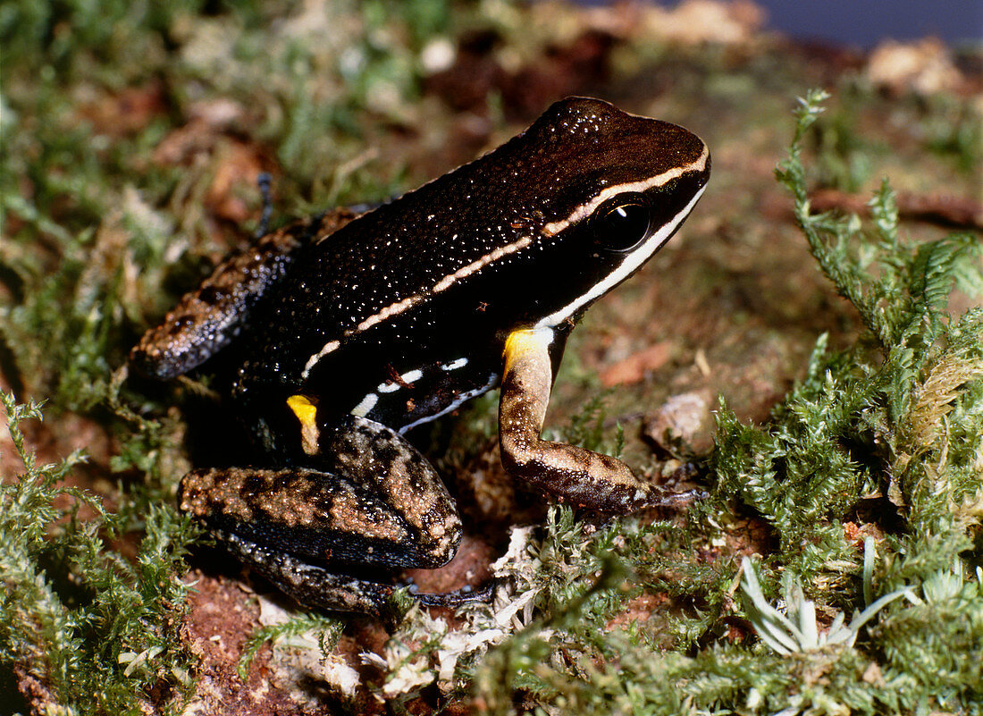 Brilliant-thighed poison frog