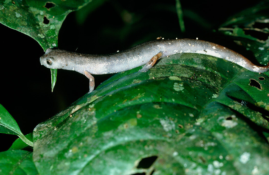 Ecuadorian salamander