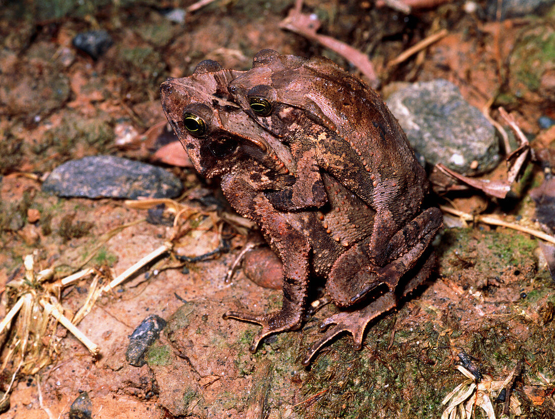 View of Bufo typhonius toads mating
