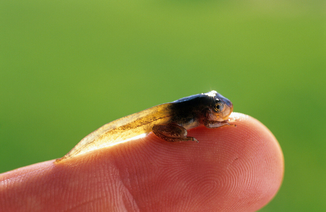 Western tree frog tadpole