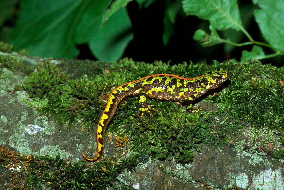 Marbled newt