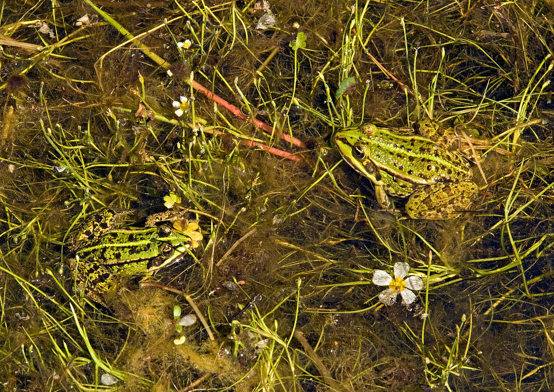 European edible frogs