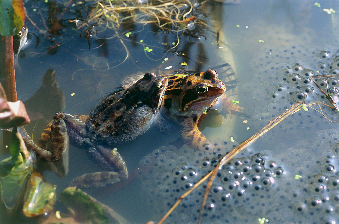 Common frogs mating