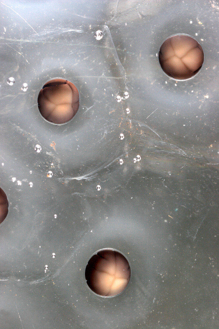 Cleavage in frog eggs