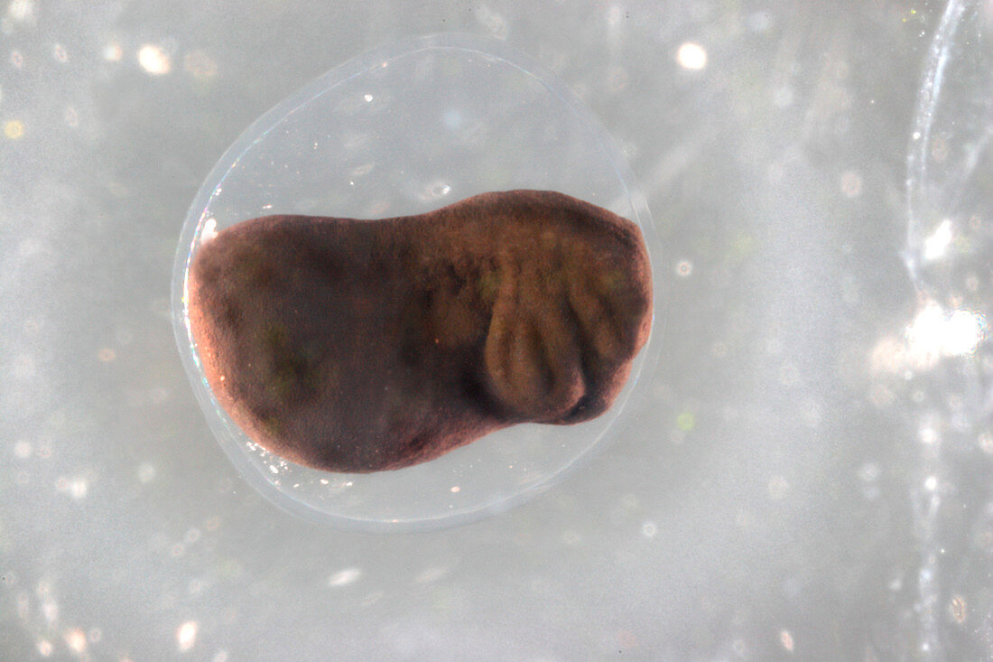 Frog egg development