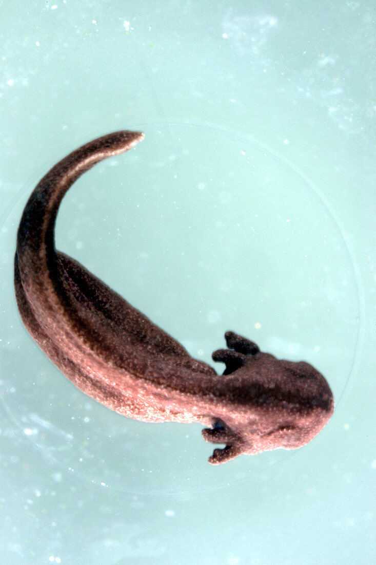 Tadpole just before hatching