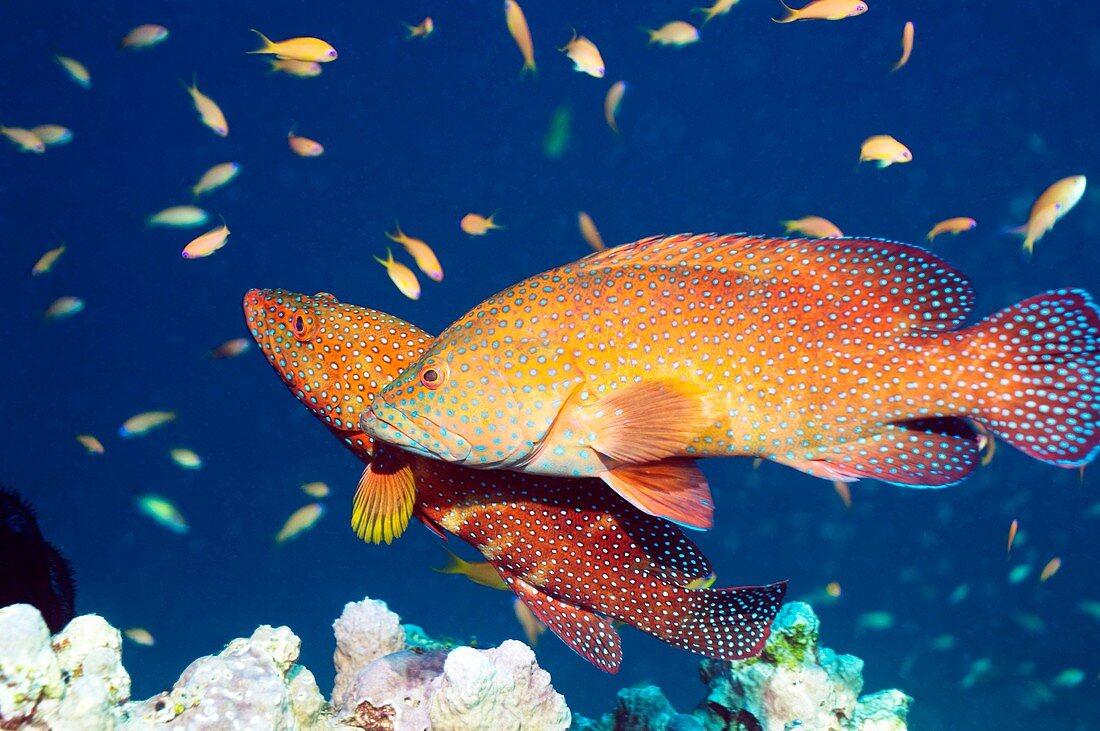 Coral hind grouper