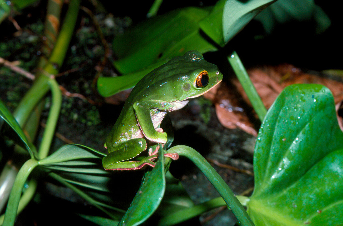 Trinidad leaf frog