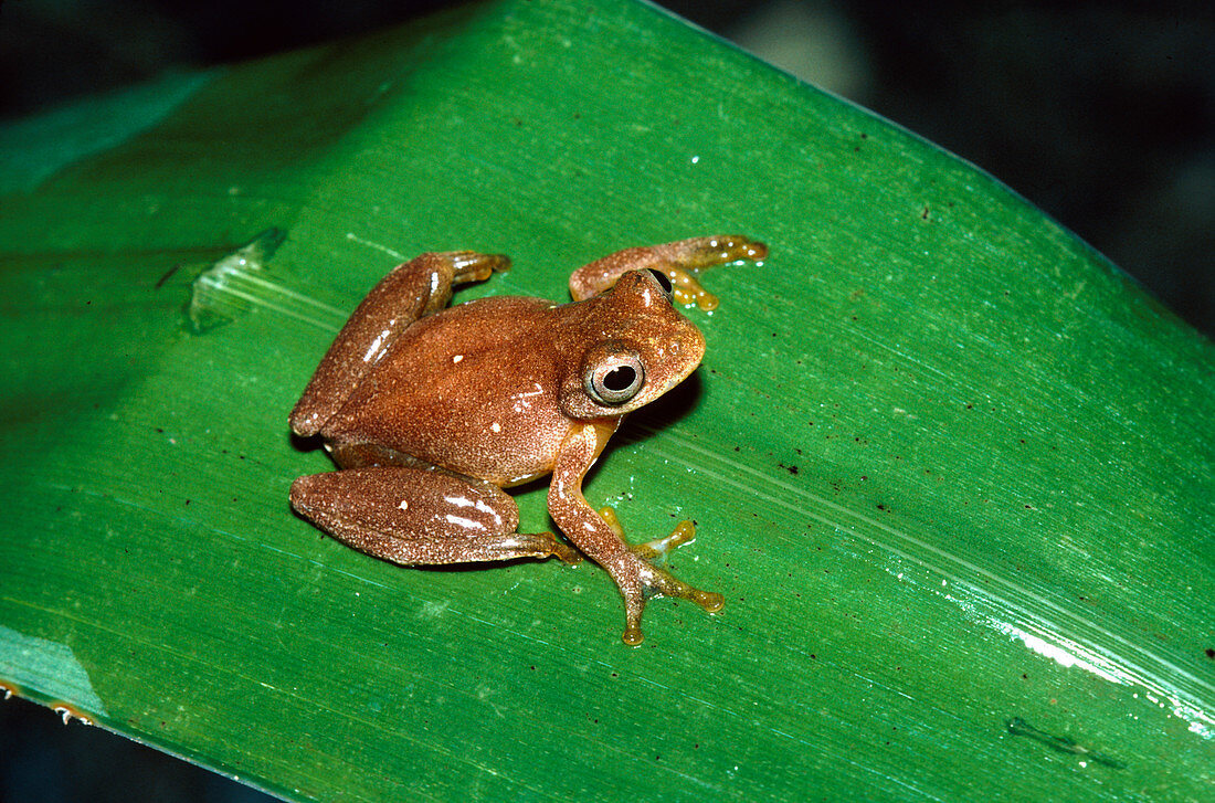 Minute tree frog