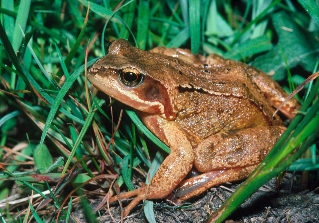 Rana Temporaria,the common frog