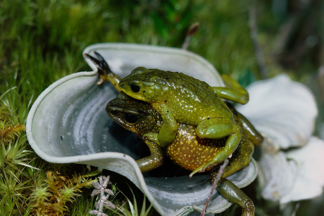 Mating Atelopus frogs