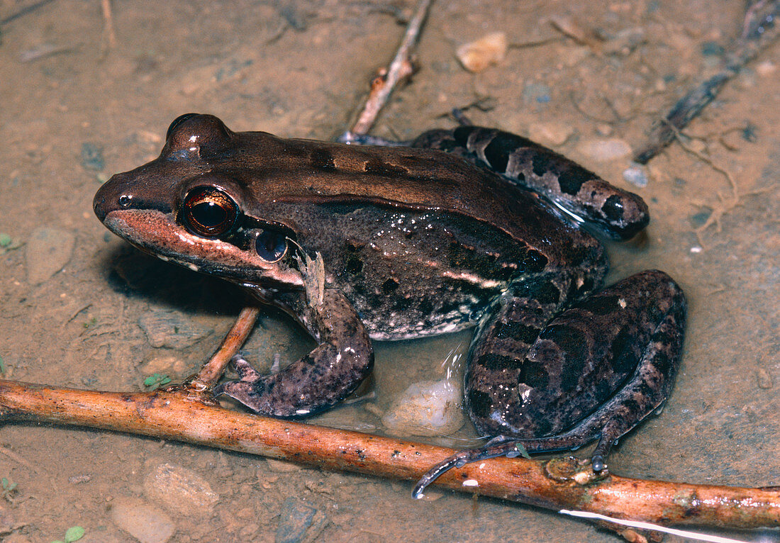Leptodactylus bullfrog