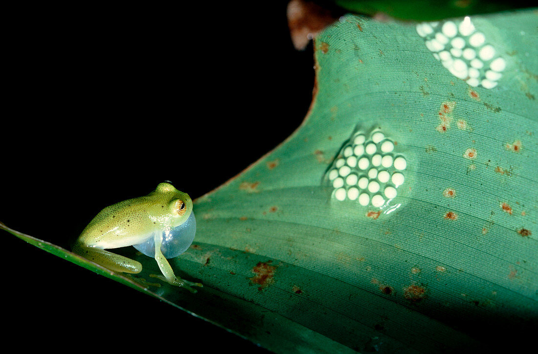 Glass frog and eggs
