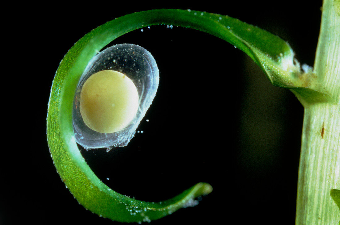 The newly-laid egg of the newt,glued to a leaf
