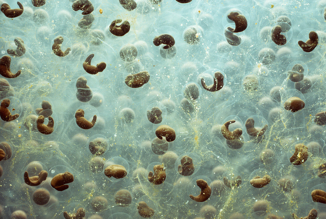 Macrophoto of frogspawn showing developing embryos