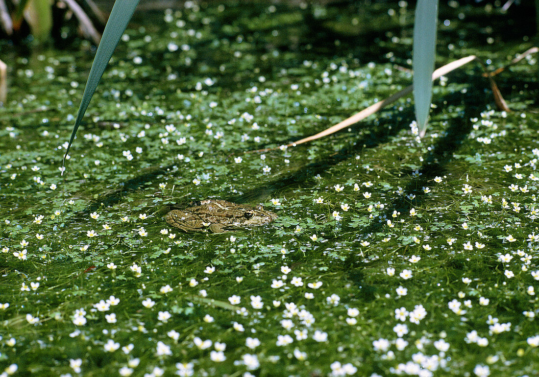 European edible frog amongst flowering pondweed
