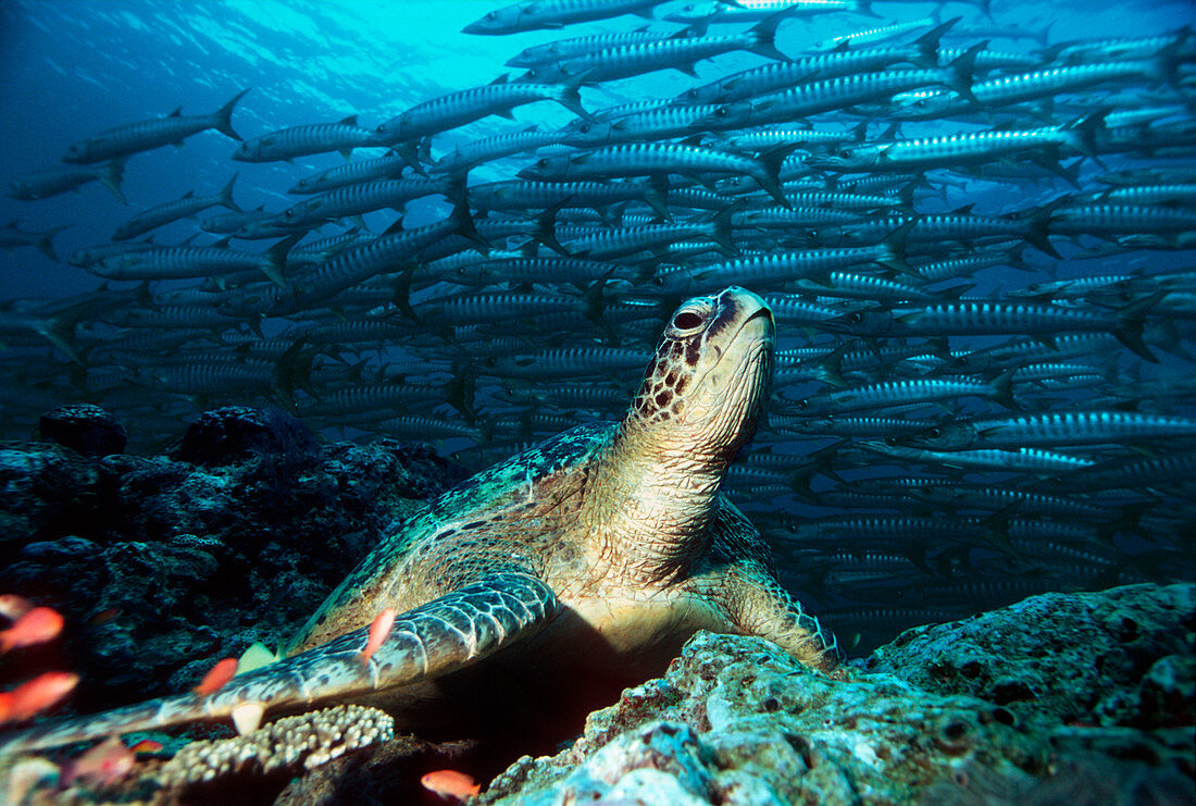 Green turtle