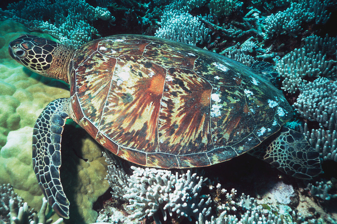 Green sea turtle