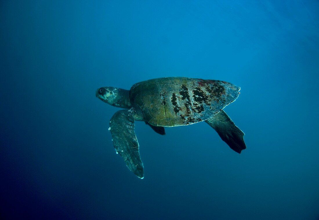 Olive Ridley turtle swimming