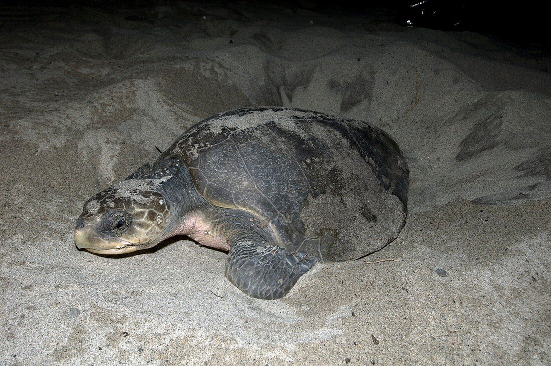 Olive Ridley turtle laying eggs