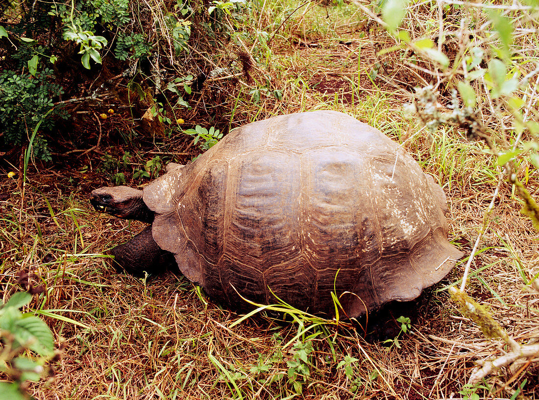 Giant Galapagos tortoise: Geochelone elephantosus