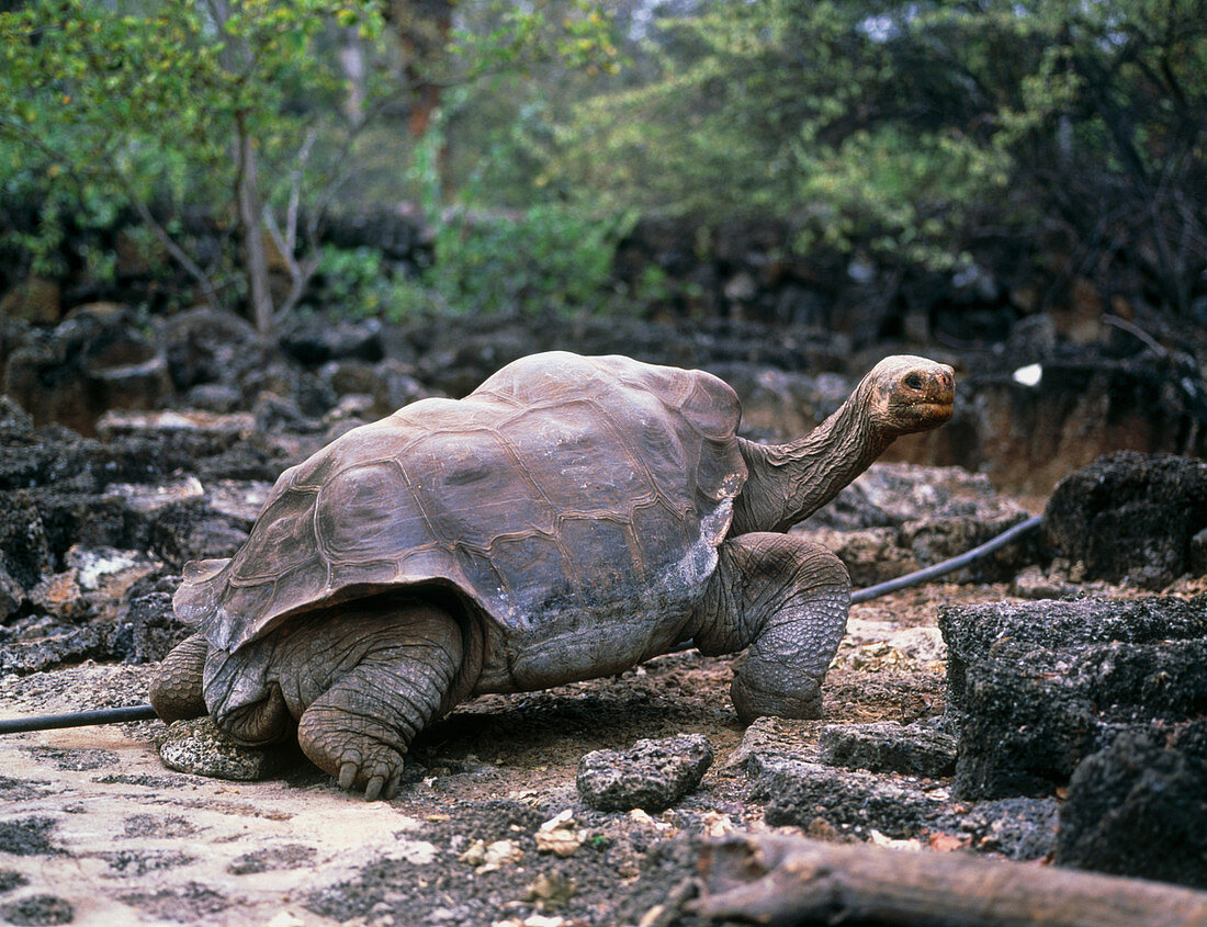 View of a giant Galapagos tortoise,Testudo sp