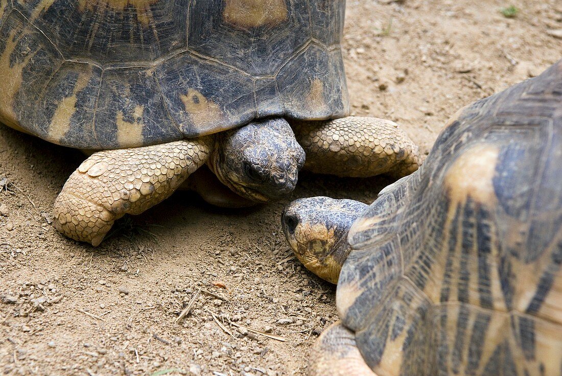 Radiated tortoises