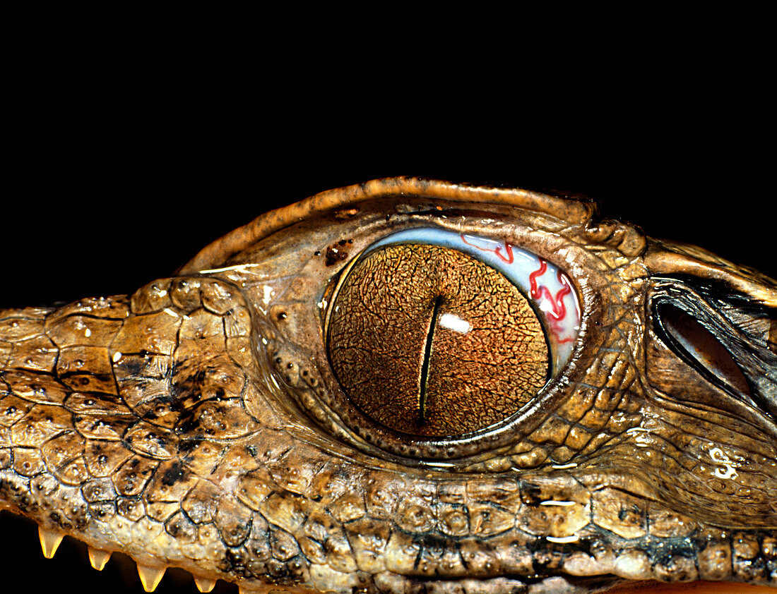 Juvenile caiman with eye parasite