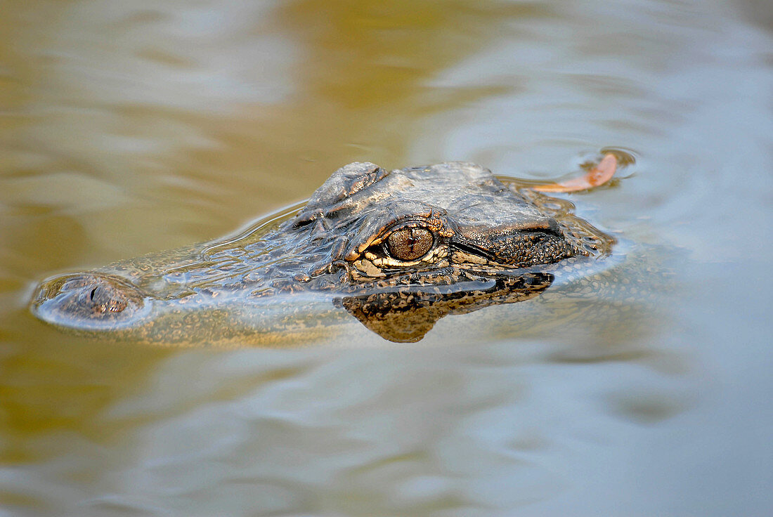 American alligator hunting