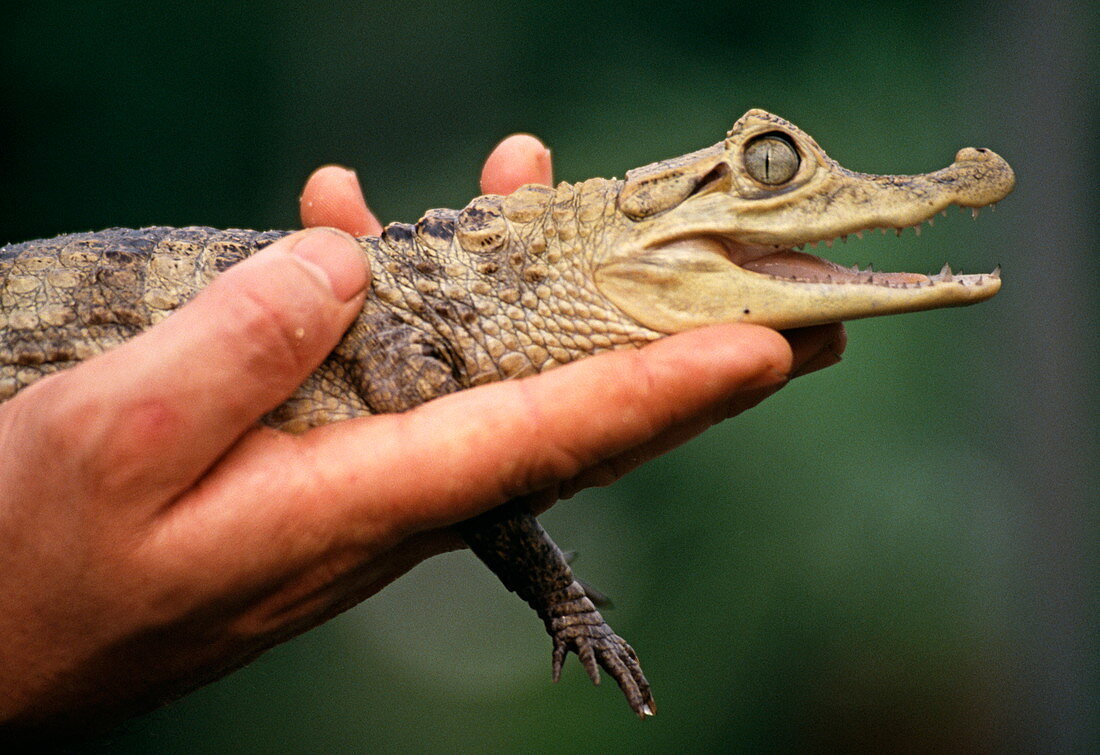 Young nile crocodile
