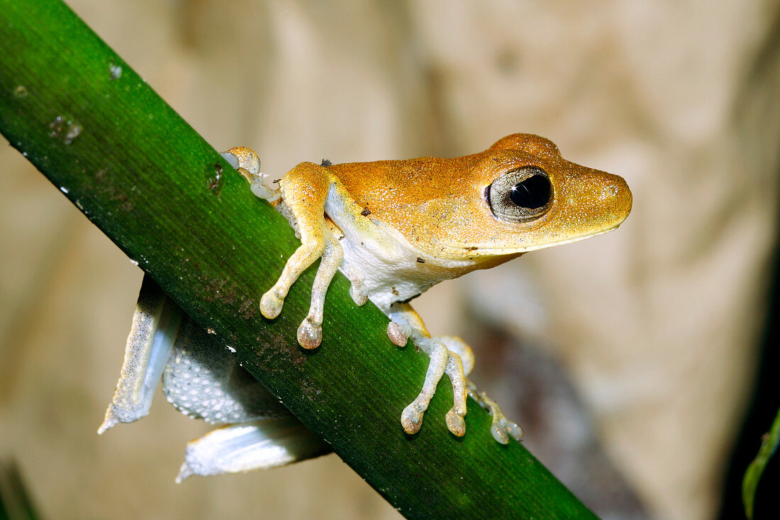 Hypsiboas tree frog