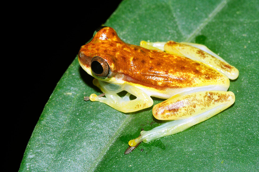 Dendropsophus frog