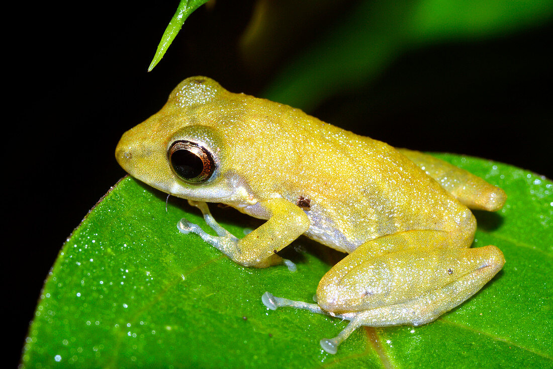 Eleutherodactylus frog