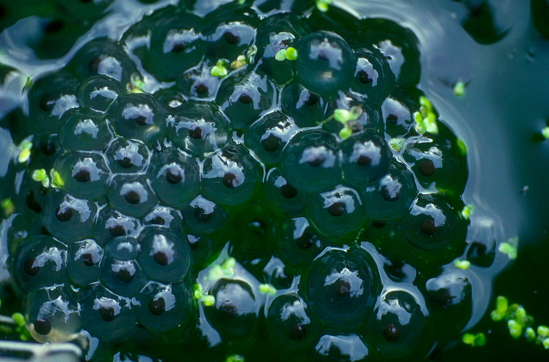 Frog spawn