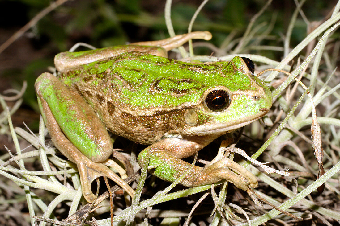 Rana Marsupial Andina frog
